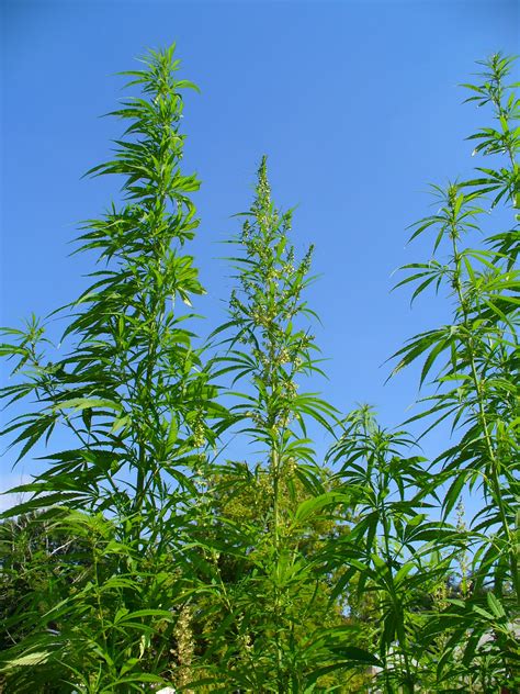 File:Cannabis sativa 001.JPG - Wikipedia