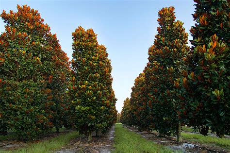 Meet The Southern Magnolia Tree: The Magnolia Company