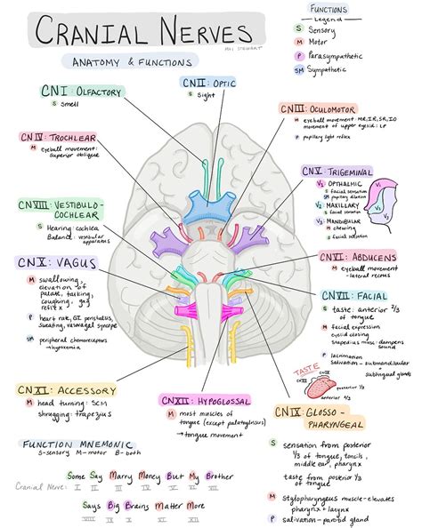 Cranial Nerves Anatomy And Physiology Worksheet Answers | Anatomy Worksheets