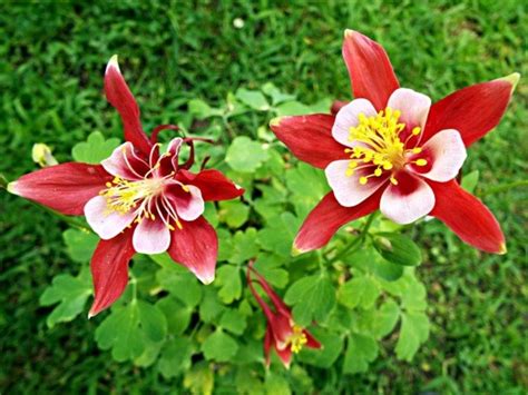 Aquilegia (Columbine) | ThriftyFun