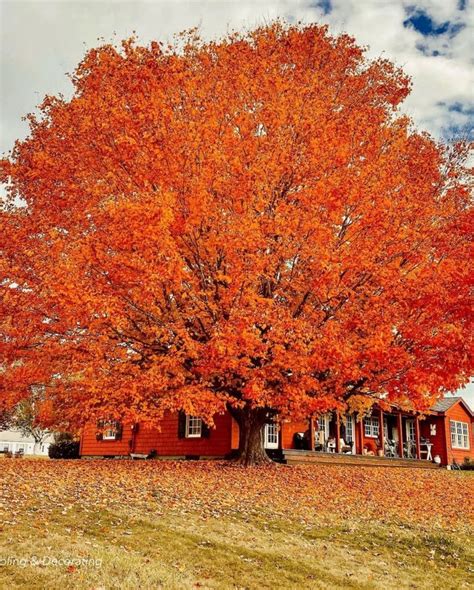 Vermont Fall Foliage Home Tour | Dabbling & Decorating | Autumn garden, Vermont foliage, Autumn ...