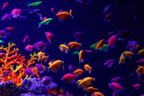 Care Guide for GloFish – Fluorescent Fish for Beginners | FishKeeping Basics