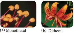 Androecium – Definiton of Androecium and its Various Types – NCERT MCQ