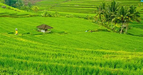 pemandangan di sawah