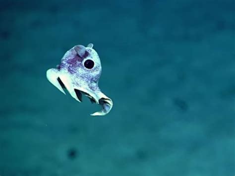 Incredible images of undiscovered deep sea creatures released after Puerto Rico ocean floor ...