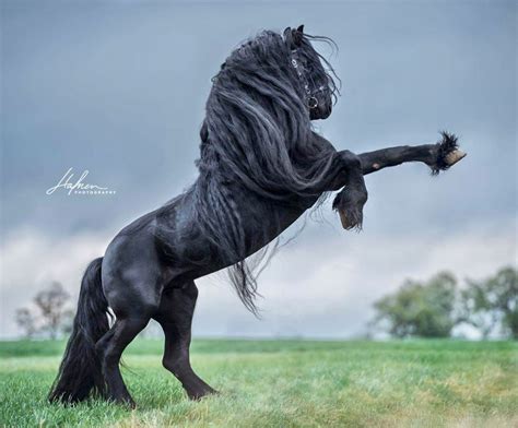 Black Stallion Horse Rearing