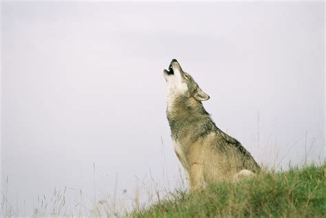 Grey Wolf Howling Photograph by Duncan Shaw/science Photo Library - Pixels