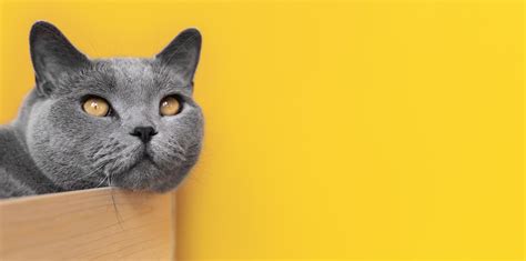 Cat on yellow background 2410743 Stock Photo at Vecteezy