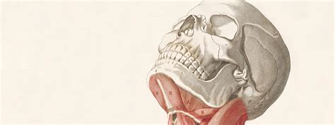 Flesh and Bones: The Art of Anatomy