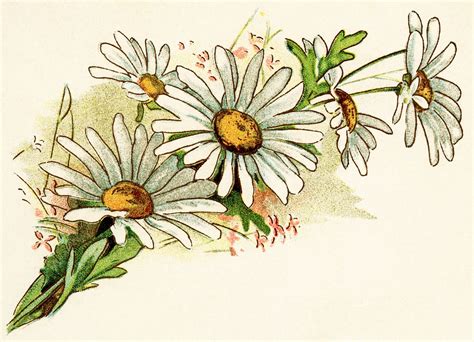 Free Vintage Image Cluster of Daisies | Old Design Shop Blog | Vintage flower tattoo, Vintage ...