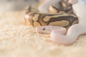 Complete Ball Python Breeding Guide: Timeline, Incubation & More