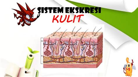 Gambar Sistem Ekskresi Pada Kulit - 56+ Koleksi Gambar