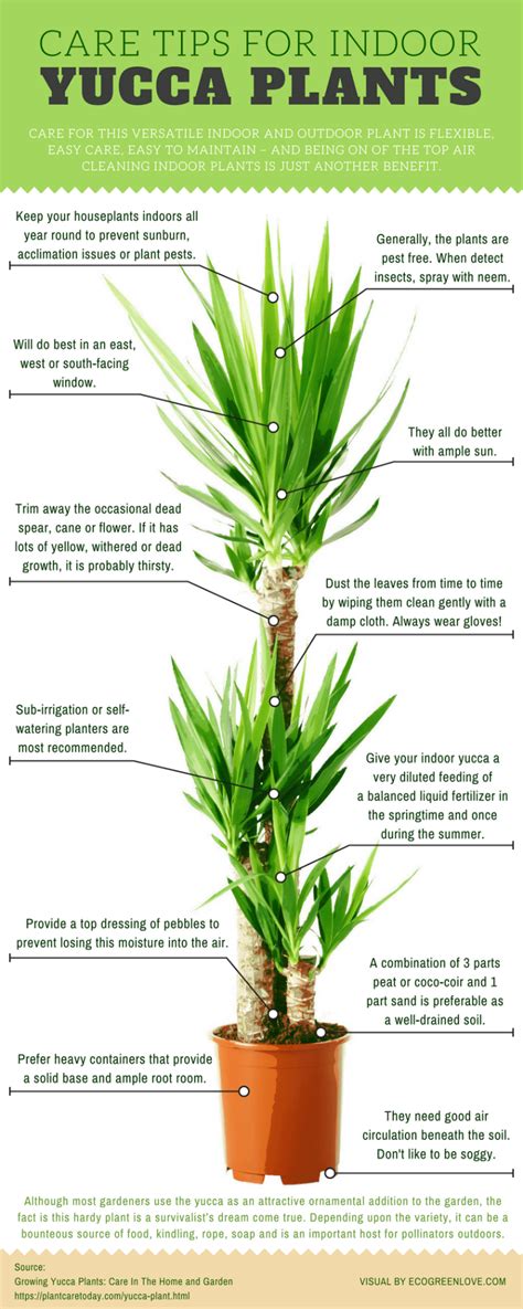 Yucca Root Health Benefits