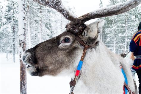 Myths and facts about Reindeer and the Sami People