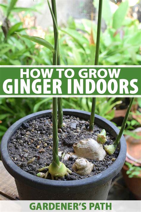 How to Grow Ginger Indoors | Gardener’s Path