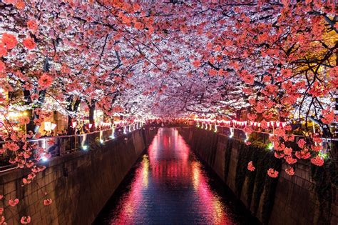 15 Best Places to See Cherry Blossoms in Tokyo - Japan Web Magazine