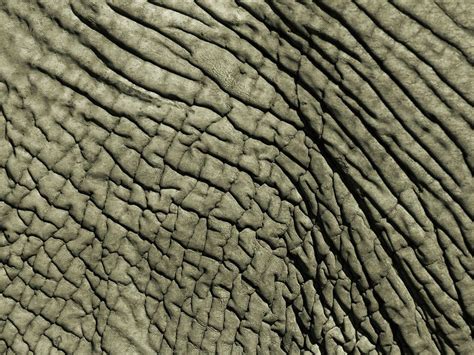 African Elephant Skin (by Bobby Model) Elephant Wallpaper, Desktop ...