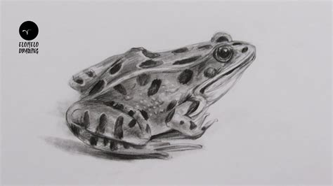 Update more than 79 pencil sketch of frog super hot - seven.edu.vn