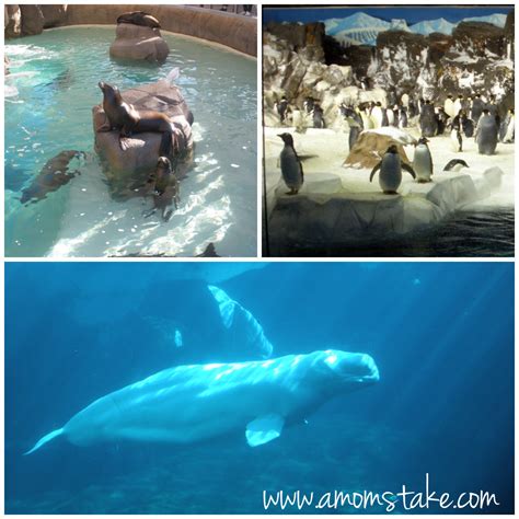 Fun for the whole family: SeaWorld San Diego - A Mom's Take