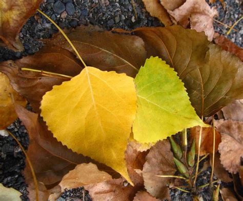 How to Identify Common North American Trees by Leaf