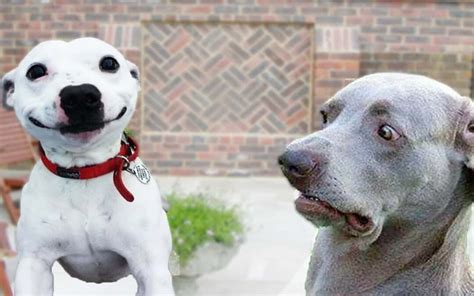 Hilarious Dog Faces