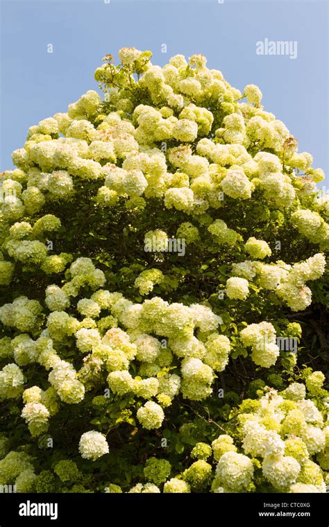 Viburnum macrocephalum Chinese snowball Stock Photo - Alamy