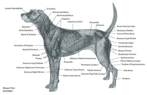 Parts Of A Dog Leg Diagram