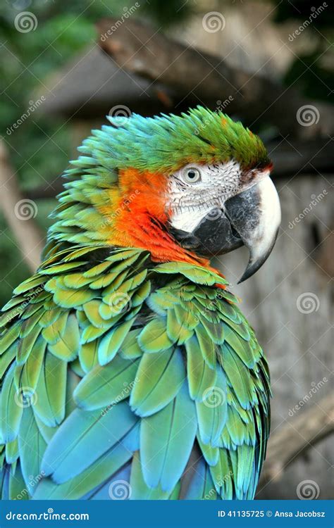 Green/Orange Macaw stock image. Image of orange, fruit - 41135725