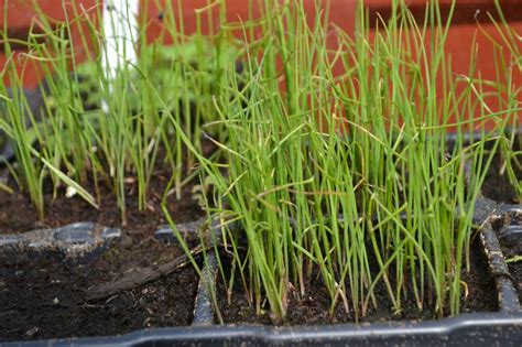 Growing alliums from seeds