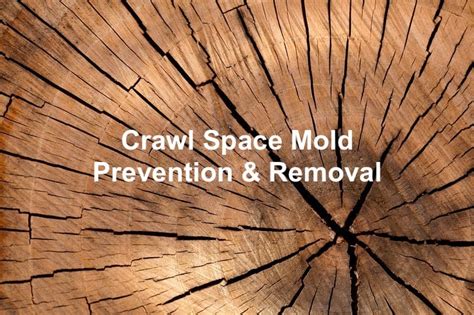 Crawl Space Mold: Prevention and Removal | Crawlspace Doctor