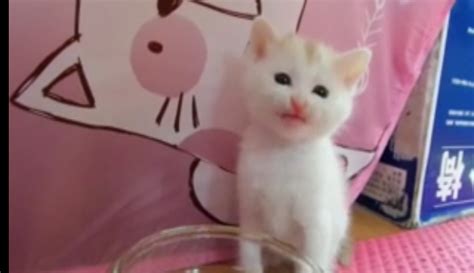 This Adorable Kitten Has No Idea How To Drink Water [WATER]