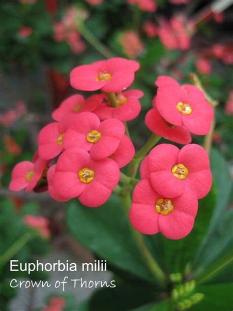 Crown of Thorns Plant Care: How to Grow Euphorbia milii Indoors