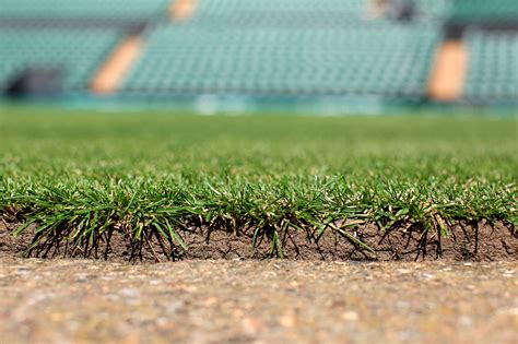 Wimbledon Grass Court - Wimbledons Grass is Considered to Be Injected With ... - With grass ...