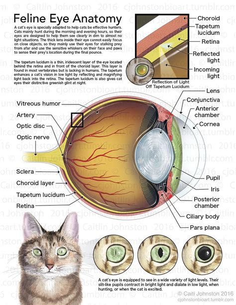 Scientific Illustration — cjohnstonbioart: Feline Eye Anatomy (2016 ...