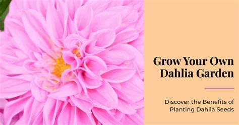 Benefits of Planting Dahlia Seeds:Guide to Growing Flowers