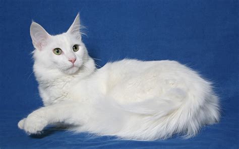 Download wallpapers Turkish Angora Cat, domestic cat, 4к, white fluffy cat, pets for desktop ...