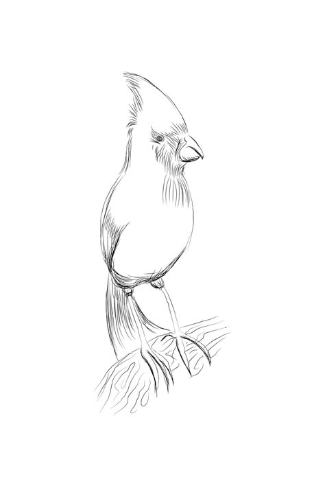 Vector line drawing bird sitting at maple tree branch, sketch of northern cardinal, hand drawn ...