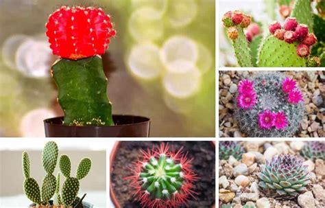 Succulent Types Indoor - Best Succulent Ideas