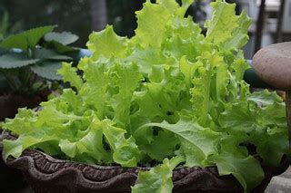 Oak Leaf Lettuce | Loose leaf variety. Seeds kindly given by… | Flickr