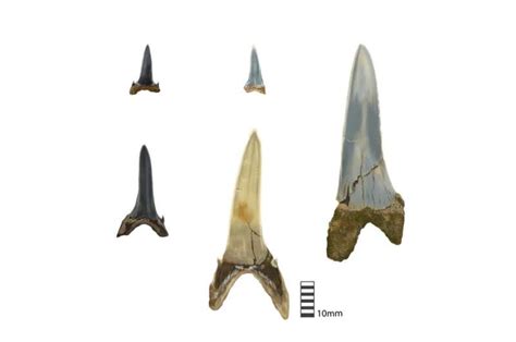 Ancient shark teeth lost in Antarctica millions of years ago recorded Earth's climate history