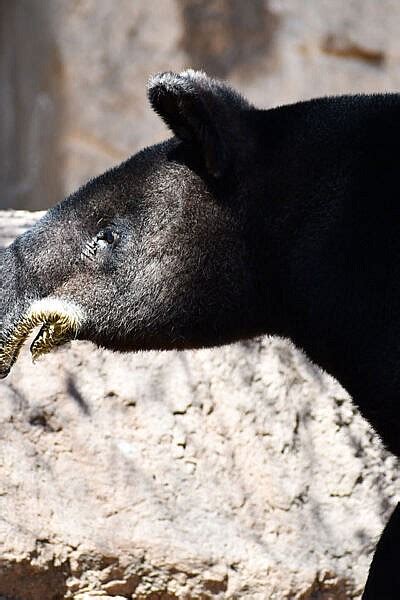 Mountain Tapir - CMZoo