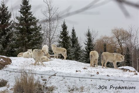 Arctic Wolf Pack - ZooChat