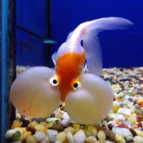 The bubble eyed goldfish Funny looking thing but still cute #fish #goldfish #bubbleeyedgoldfish ...