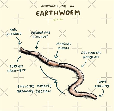 Worm External Anatomy