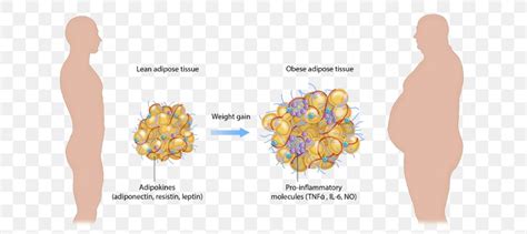 Adipose Tissue Function Obesity Adipocyte, PNG, 710x366px, Adipose ...