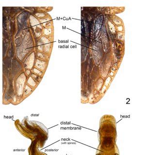 Xenophyophores Size