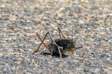 What to Know About Mormon Crickets | Family Handyman