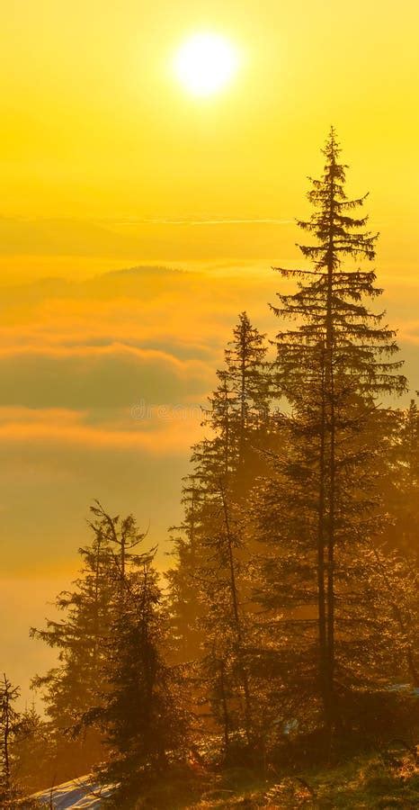 Sunrise forest stock image. Image of forest, morning - 54213697