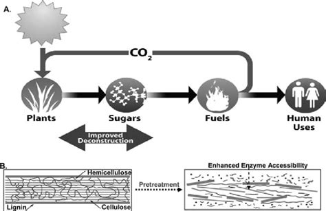 1 Picture showing various steps involved in the biofuel production process. | Download ...