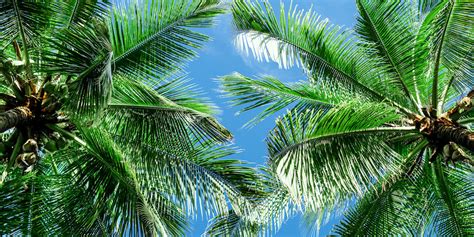 Types of Palm Trees in Florida | Beautiful Boundaries